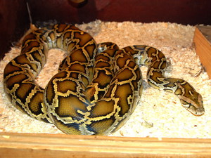 Чем кормить питонов