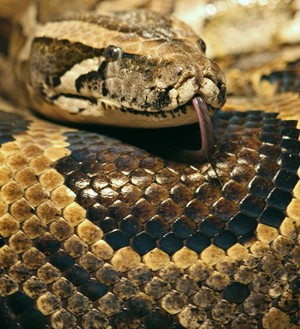 Кормление тигоровго питона