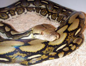 Тёмный тигровый питон: уход, содержание и особенности вида