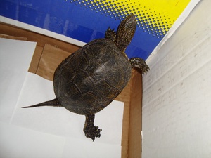 Болотные черепахи