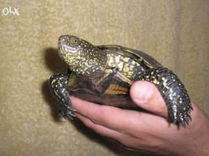 Уход за европейской болотной черепахой в домашних условиях