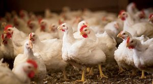 Чем кормить бройлеров дома: рацион для быстрого роста и здоровья