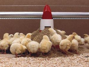 Корм для цыплят 