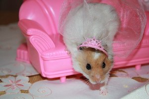 Хомяк принцесса