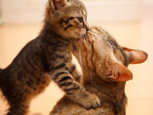 Будьте внимательны и доброжелательны к своему питомцу в этот непростой период