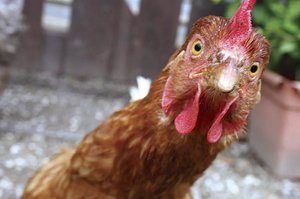 Сколько живут куры и петухи: срок жизни домашней птицы