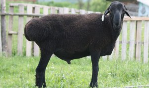 Курдючный баран: разновидности породы, описание и содержание        