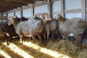 Чем кормить курдючих баранов