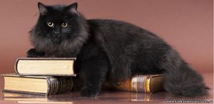 Сибирская кошка черного окраса