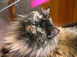 Черепаховый окрас сибирских кошек