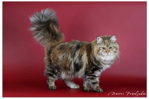 Черепаховый окрас кошек