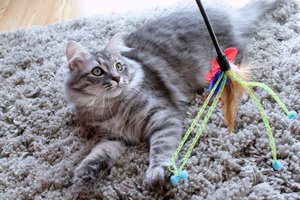 Сибирская кошка охотится на игрушку