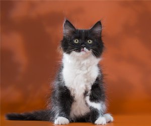 Пушистый котенок сибирской породы