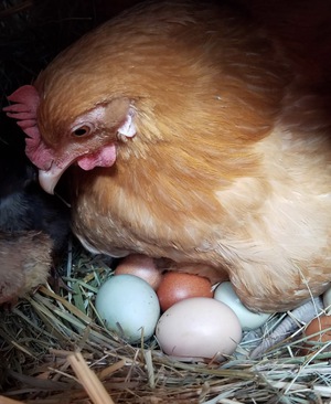 Почему куры не несутся