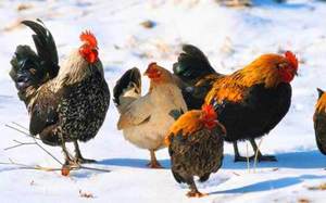 Петух и куры 