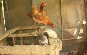 Как защитить кур от хищников