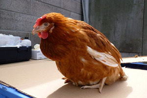 Болезни кур: симптомы, лечение и профилактика