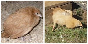 Болезни кур и их лечения