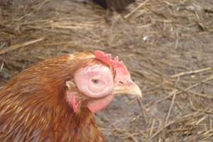 Болезни кур несушек