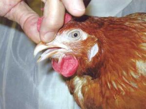 Симптомы наиболее распространённых и опасных болезней кур
