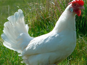 Белые куры Леггорн: описание породы и особенности содержания