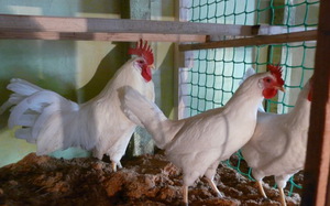 Белые куры  Леггорны