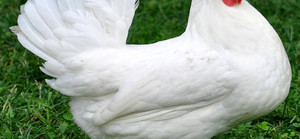 Достоинства породы Леггорновских кур