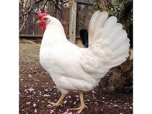 Яйценоскость кур Леггорнов