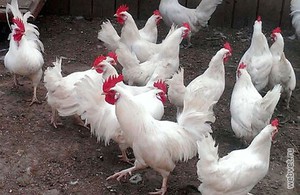 Рекомендации по разведению кур Леггорнов