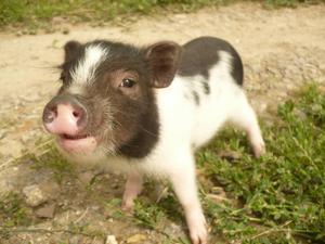 Мини-пиг