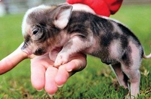 Мини-пиг: описание характера