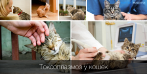 Токсоплазмоз у кошек: симптомы, лечение и профилактика