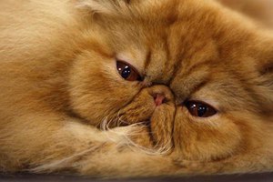 Особенности характеров персидских кошек