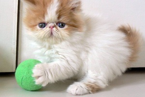 Питание персов персидских кошек