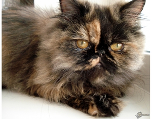 Болезни персов