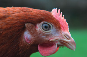 Куриный клюв