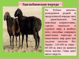Как выглядит овца эдильбаевской породы