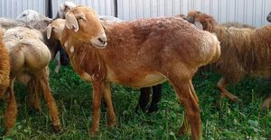 Эдильбаевская порода овец