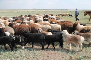 Как разводить эдильбаевских овец