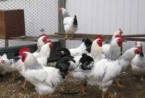 Куры Доминант: особенности породы и основные характеристики