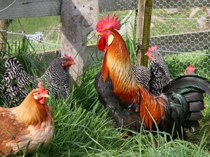 Какая продуктивность породы