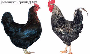 Как ухаживать за курями