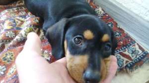 Милый щенок таксы