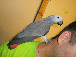 Ка содержать попугая жако