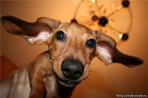 Забавная мордочка таксы