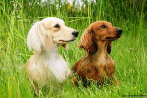 Две таксы в траве