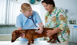 Таксы - профилактика