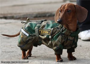 Такса-охранник