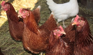 Родонит: описание породы кур и особенности содержания