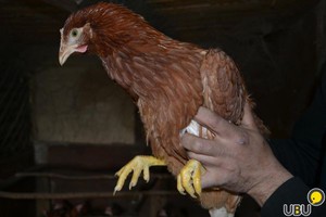 Куры несушки родонит